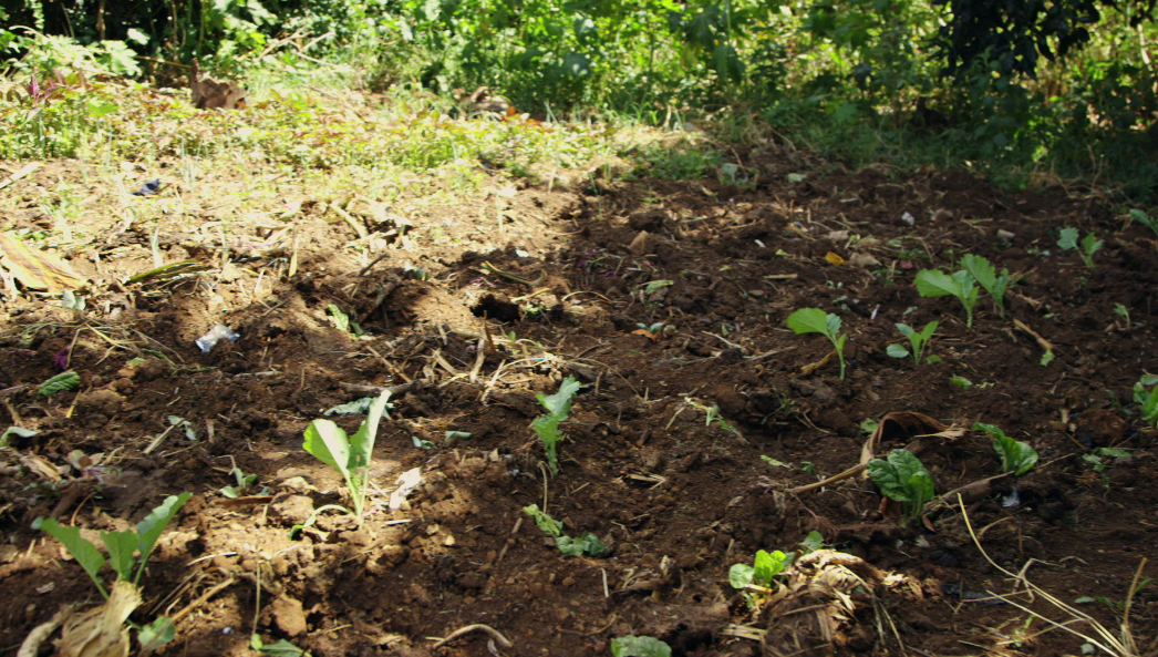 Mama Carol kitchen garden