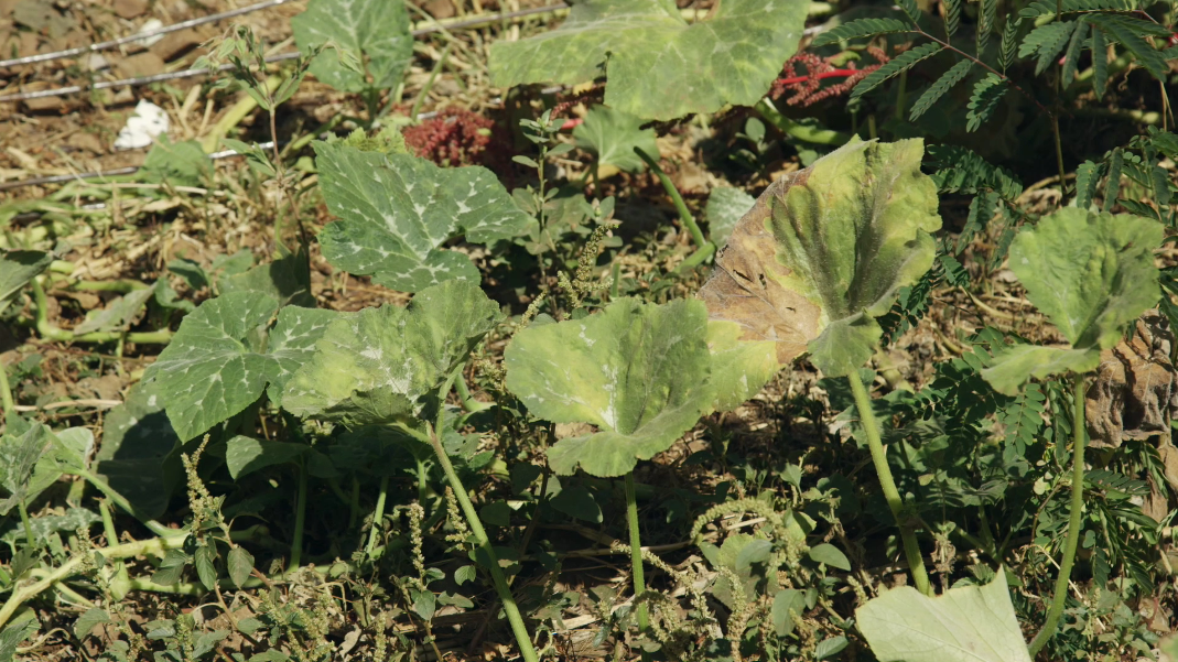 Mama Ian kitchen garden