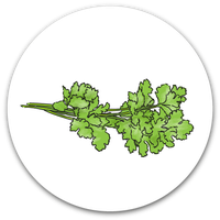 Coriander